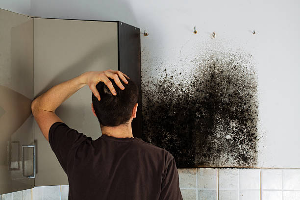 Best Mold Damage Repair  in Seven Fields, PA