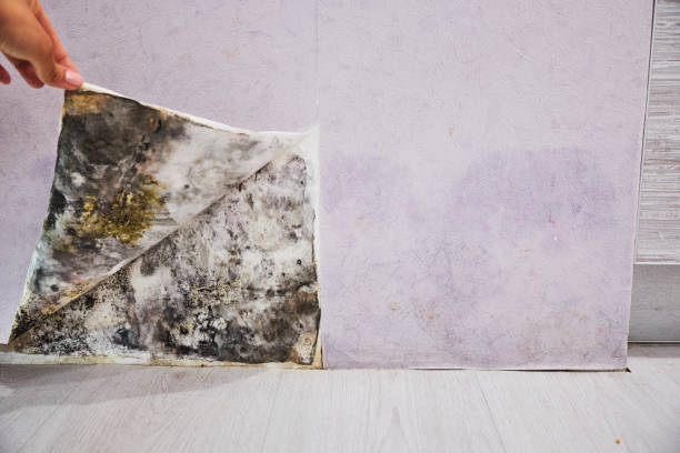 Best Mold Removal Company Near Me  in Seven Fields, PA